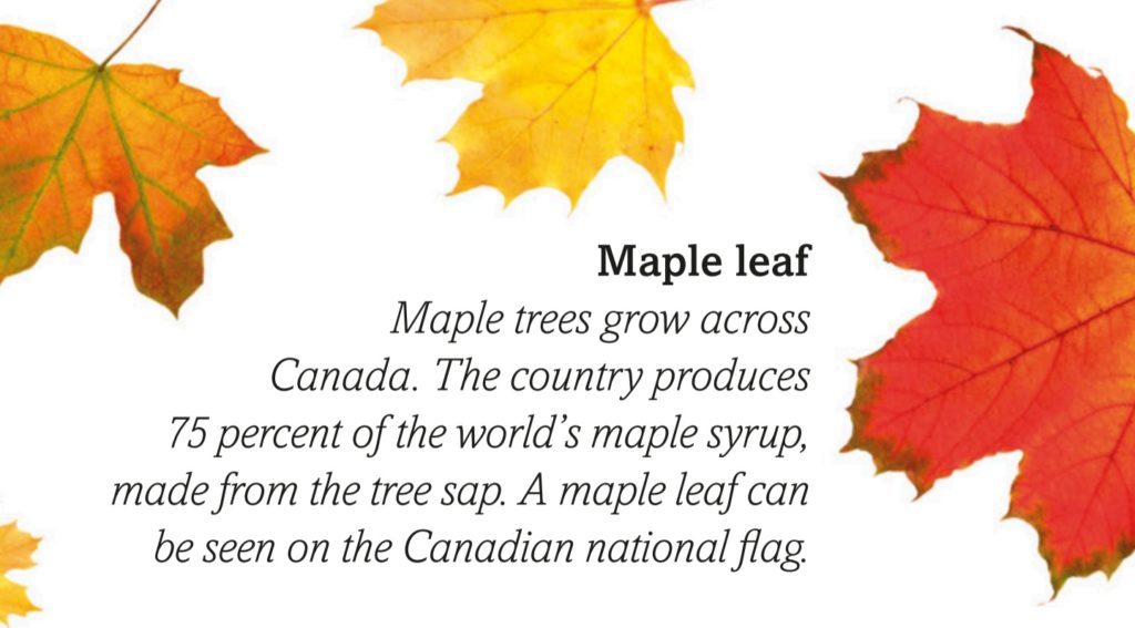 maple leaf