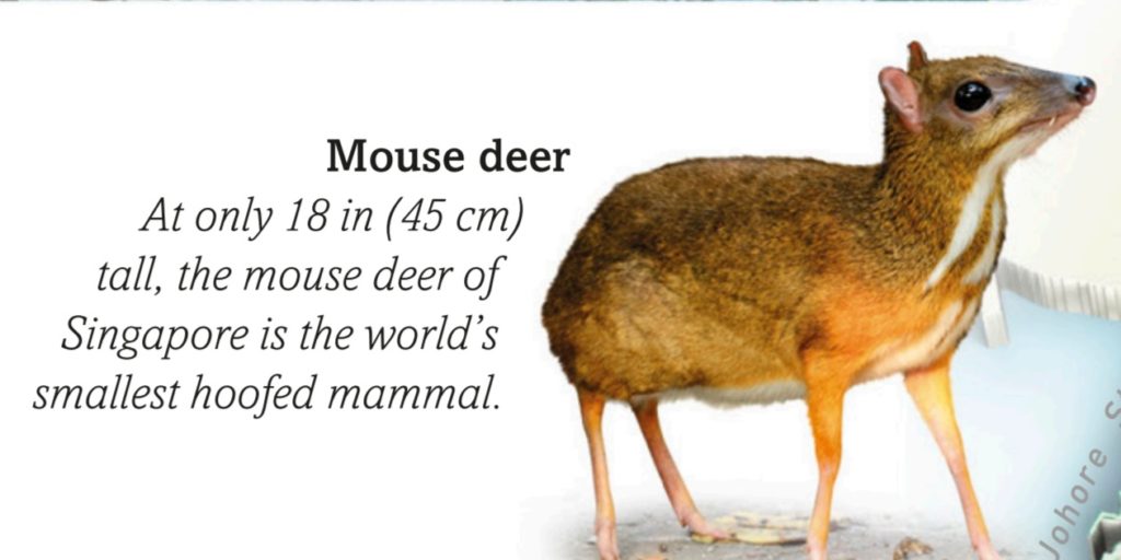 mouse deer singapore